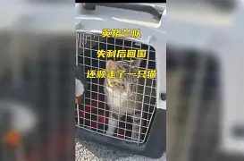 凤凰娱乐APP-汉堡 king